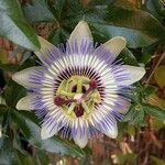 Passiflora caeruleaफूल