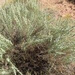 Artemisia filifolia Leaf