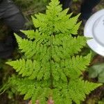 Dryopteris expansa List