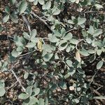 Quercus grisea Leaf