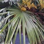 Trachycarpus fortunei Yaprak