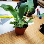Alisma subcordatum Yaprak
