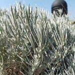Helichrysum italicum Folha