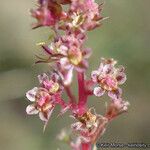 Amaranthus torreyi Květ