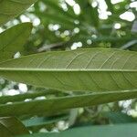 Rhododendron coriaceum Leaf