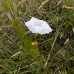 Calystegia sepiumЦвят