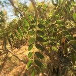 Cassia abbreviata Leaf