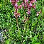 Anacamptis papilionacea Habitus