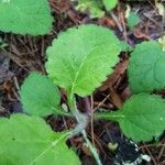 Chrysogonum virginianum Leaf