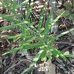Lilium regale Yaprak