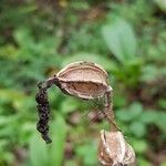 Cypripedium acaule Frukt