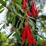 Fuchsia bolivianaΛουλούδι