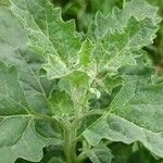 Atriplex tatarica পাতা