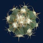 Echinocactus horizonthalonius Leaf