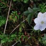 Lysimachia europaea Кветка