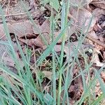 Poa bulbosa Likasa