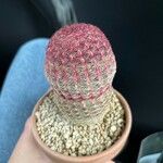 Echinocereus rigidissimus 叶