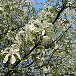 Magnolia kobus Çiçek