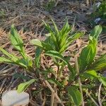 Penstemon arkansanus Leaf