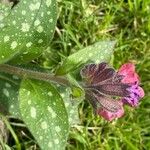 Pulmonaria officinalis পাতা