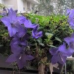 Campanula carpatica Flower