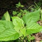 Fatoua villosa Leaf