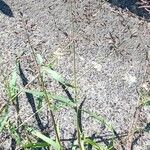 Eragrostis minor 整株植物