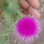 Cirsium vulgareFlower