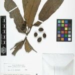 Virola urbaniana Fruto