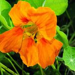 Tropaeolum majus Virág