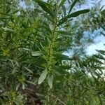 Acacia longifolia Blatt