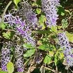 Petrea volubilis Cvet