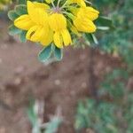 Coronilla valentinaBloem