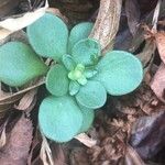 Sedum ternatum পাতা