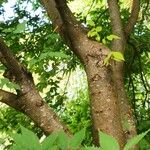 Zelkova serrata Συνήθη χαρακτηριστικά