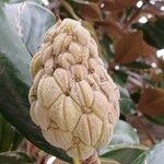 Magnolia grandiflora Froito