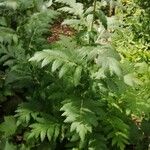 Tanacetum macrophyllum Квітка