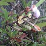 Spathoglottis unguiculata Fruct