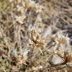 Arenaria aggregata Flor