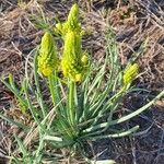 Bulbine abyssinica Hábito