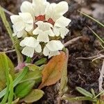 Prunella laciniata Fula