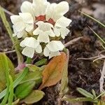 Prunella laciniata Blüte