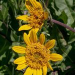 Wyethia angustifolia Flower