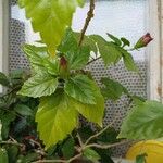 Hibiscus schizopetalus Leaf