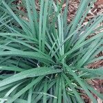 Ophiopogon jaburan Leaf