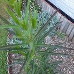 Gomphocarpus fruticosusFuelha