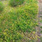 Crepis capillaris Облик