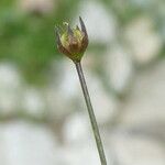Linum catharticum Ovoce