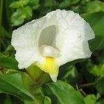 Costus afer Λουλούδι