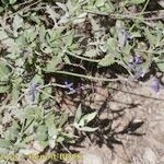 Lavandula minutolii Habit